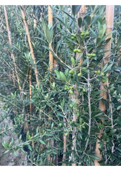 3 Yaş Bol Meyveli Tüplü Arbequina Bodur Ispanyol Zeytin Fidanı 150-180 cm fırsatları