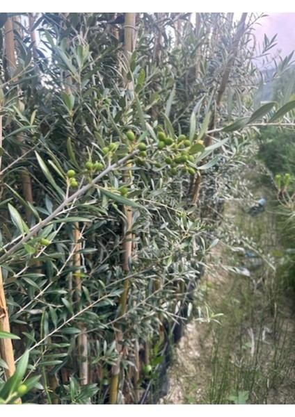 3 Yaş Bol Meyveli Tüplü Arbequina Bodur Ispanyol Zeytin Fidanı 150-180 cm indirimleri