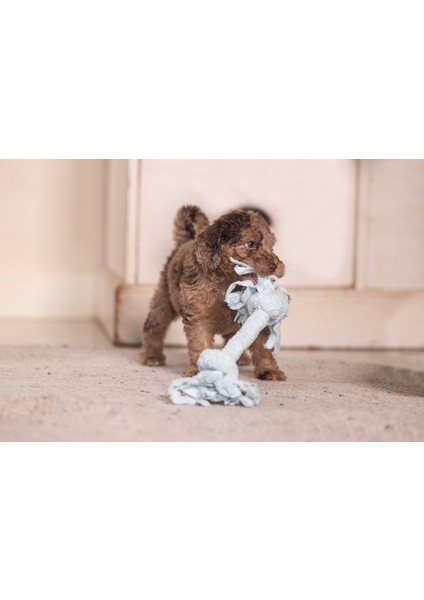 Beeztees Yavru Köpek Oyuncağı, Çift Düğümlü Diş Ipi, Peluş, Mavi, 20X6X4,5CM fırsatları