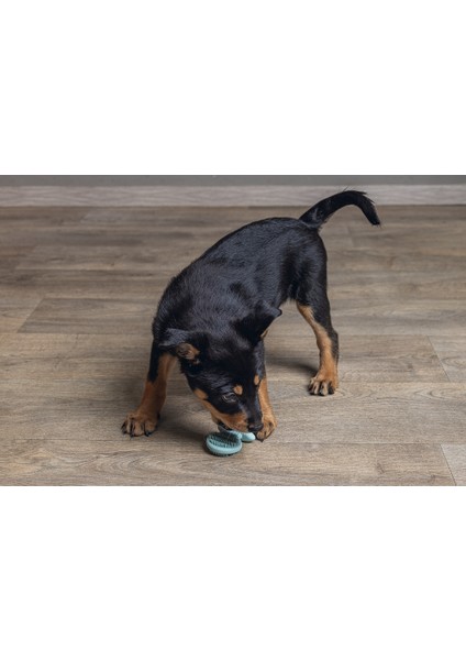 Beeztees Yavru Köpek Oyuncağı, Diş Kaşıma, Kauçuk, Yeşil, 9,5X5,5X2CM modelleri