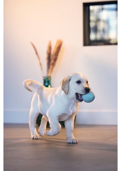 Beeztees Yavru Köpek Oyuncağı, Ödül ve Oyun, Yumurta, Kauçuk, Turkuaz, 6X6X8CM indirimleri