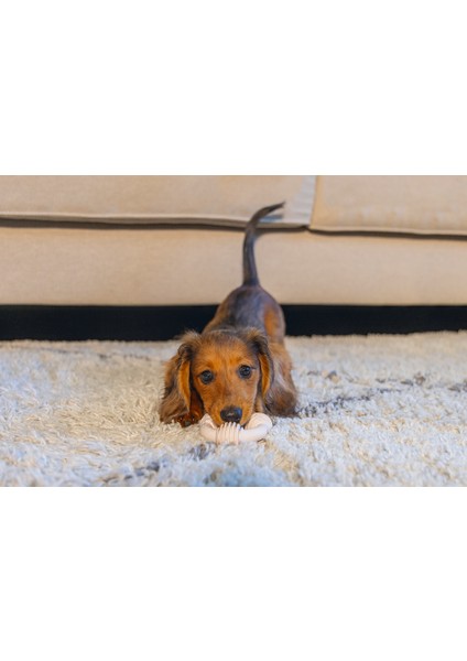 Beeztees Yavru Köpek Diş Oyuncağı, Içi Dolu Halka, Kauçuk, Pembe, 8cm fiyatları