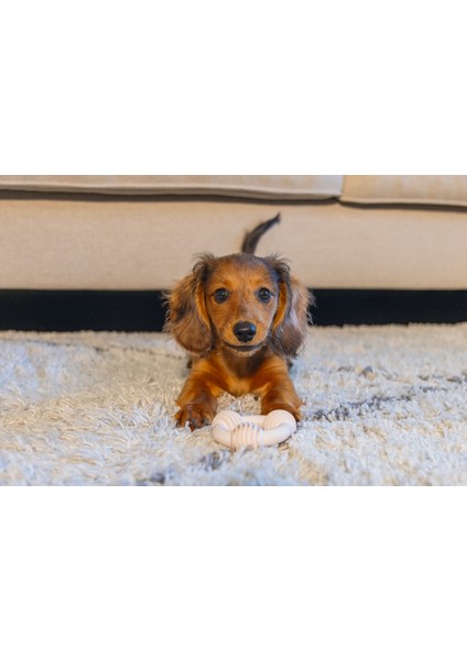 Beeztees Yavru Köpek Diş Oyuncağı, Içi Dolu Halka, Kauçuk, Pembe, 8cm modelleri