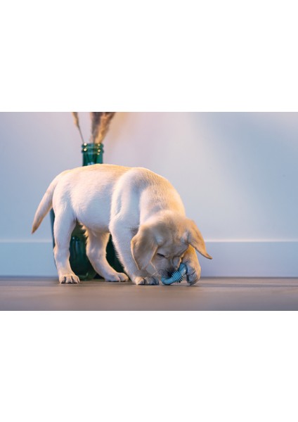 Beeztees Yavru Köpek Diş Oyuncağı, Içi Dolu Halka, Kauçuk, Yeşil, 8cm modelleri