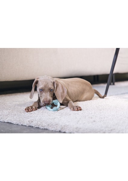 Beeztees Yavru Köpek Diş Oyuncağı, Içi Dolu Halka, Kauçuk, Yeşil, 8cm indirimleri