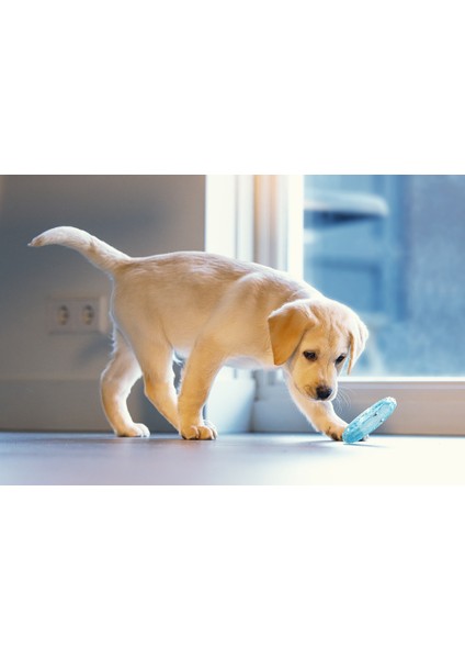 Beeztees Yavru Köpek Oyuncağı, Diş Kaşıma Için Soğutulabilir, Tpr, Mavi, 10X10X2,3CM fiyatları