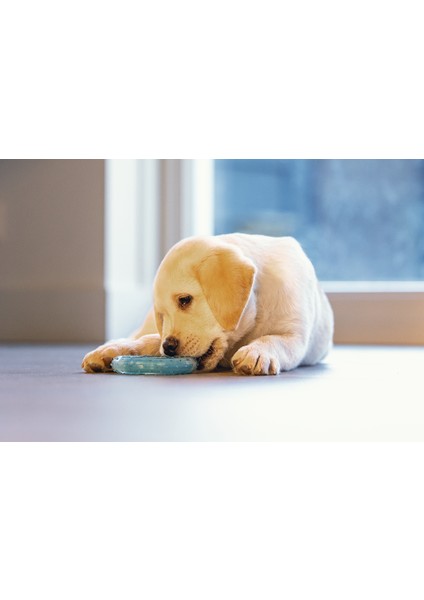 Beeztees Yavru Köpek Oyuncağı, Diş Kaşıma Için Soğutulabilir, Tpr, Mavi, 10X10X2,3CM fırsatları