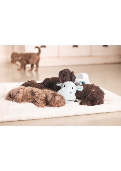 Beeztees Yavru Köpek Oyuncağı, Dragon, Peluş, Yeşil, 31,5X25X17CM indirimleri
