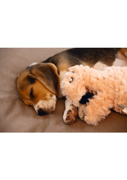 Beeztees Yavru Köpek Oyuncağı, Kalp Atışlı, Flamingo, Peluş, Pembe, 30X21X5CM fiyatları