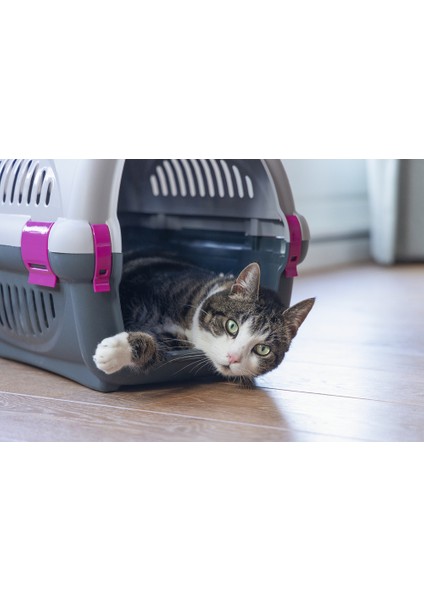 Beeztees Köpek Veya Kedi Taşıma Kabı, Gri/pembe, 51X34,5X33CM fırsatları