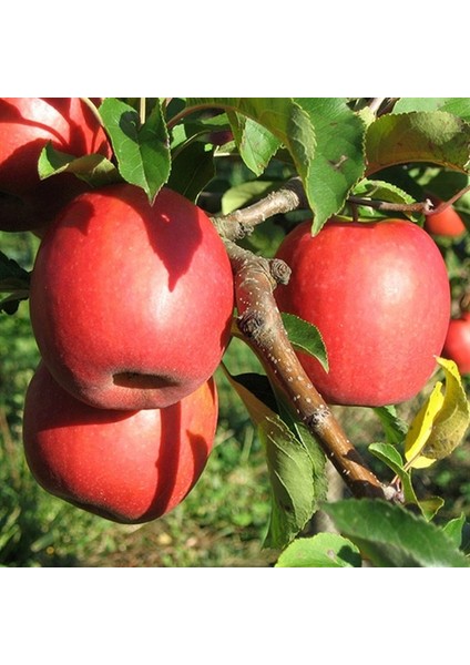 6 Yaş Aşılı Pink Lady Elma Fidanı