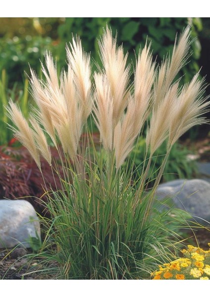 Stipa Pampas Otu 1-2 Yaş Arası Saksılı 40 Santim Boy