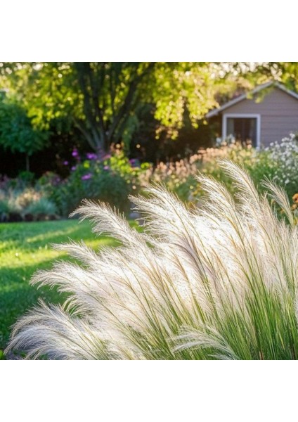 Stipa Pampas Otu 1-2 Yaş Arası Saksılı 40 Santim Boy fiyatları