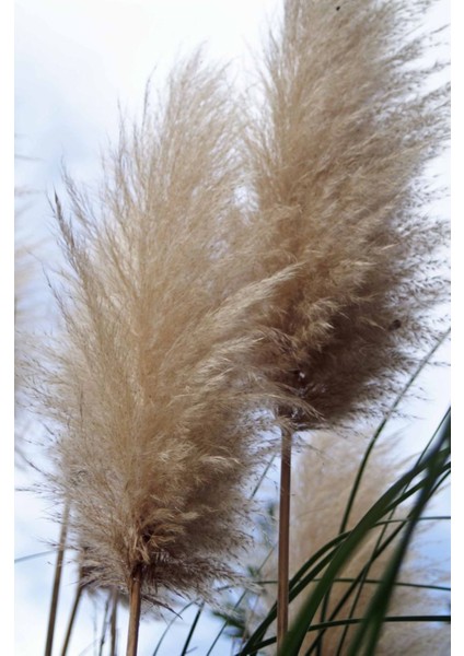 Stipa Pampas Otu 1-2 Yaş Arası Saksılı 40 Santim Boy modelleri