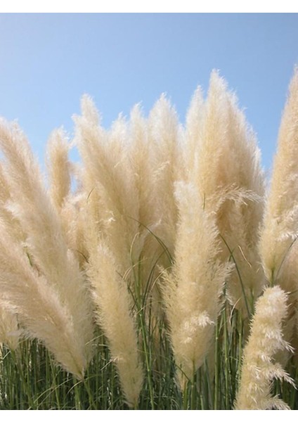 Stipa Pampas Otu 1-2 Yaş Arası Saksılı 40 Santim Boy fırsatları