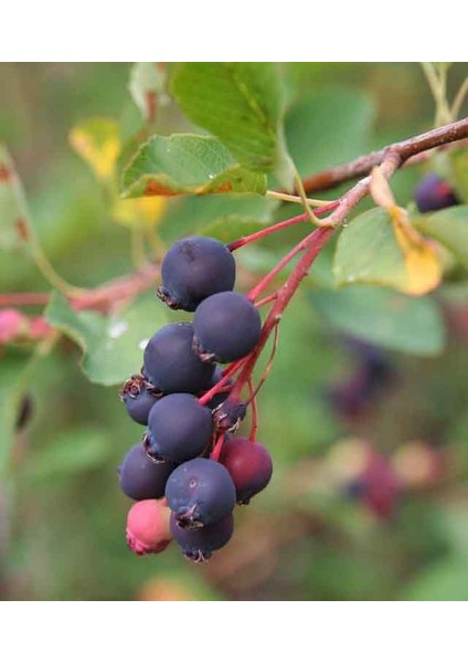 Saskaton Meyvesi Fidanı 1-2 Yaş Arası 30-60 Tüplü Doğaşık