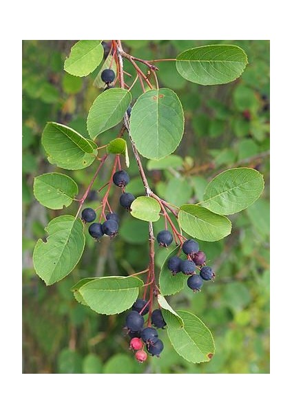 Saskaton Meyvesi Fidanı 1-2 Yaş Arası 30-60 Tüplü Doğaşık fiyatları