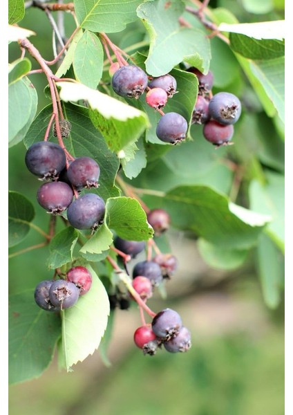 Saskaton Meyvesi Fidanı 1-2 Yaş Arası 30-60 Tüplü Doğaşık modelleri