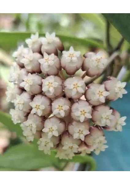 Hoya Rigidifolia Mum Çiçeği