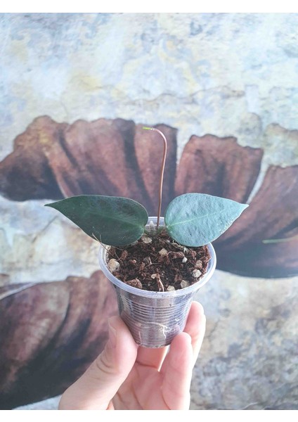 Hoya Carrii NS13-064 Mum Çiçeği