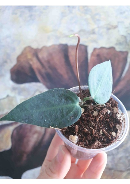 Hoya Carrii NS13-064 Mum Çiçeği