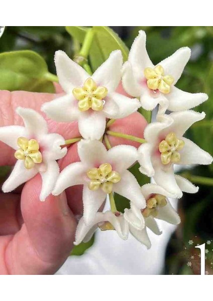 Hoya Carrii NS13-064 Mum Çiçeği