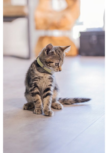 Yavru Kedi Tasma 16-23CM*10MM Sarı Drstr