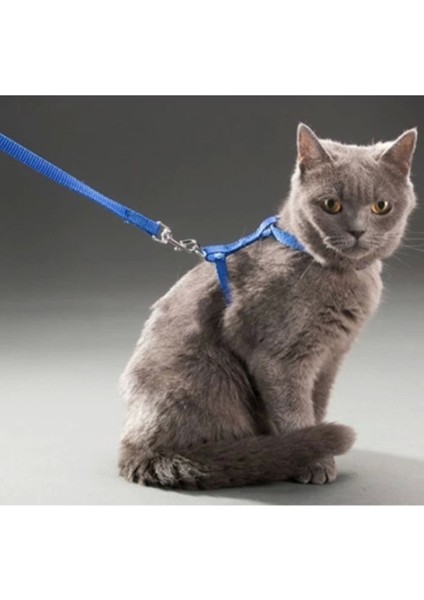 Renkli ve yumuşak kedi tasması, güvenli ve konforlu tasma seçeneği