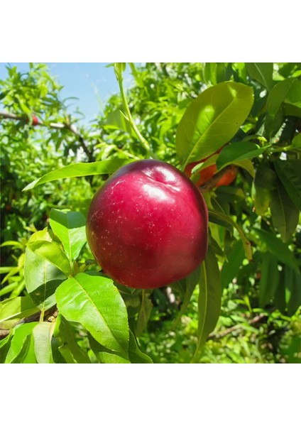 Fairlane Nektarin Fidanı