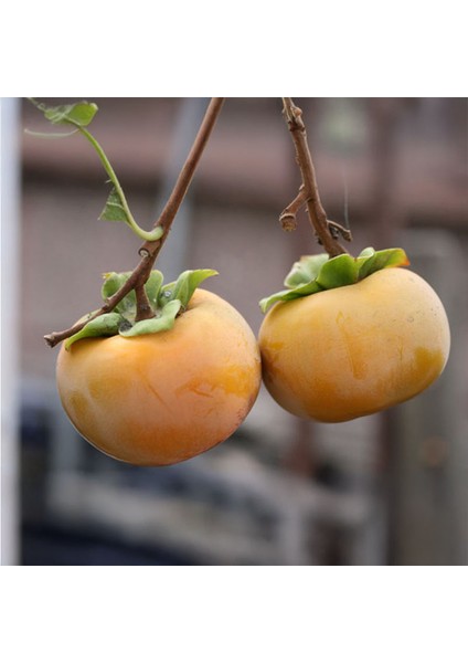 Fuyu Trabzon Hurması