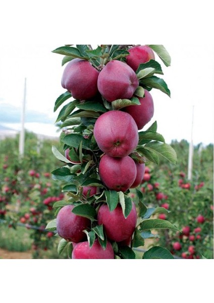 Scarlet Spur Elma Fidanı