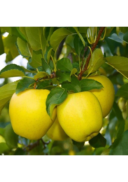 Golden Delicious Elma Fidanı