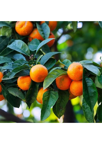 Clementine Mandalina Fidanı
