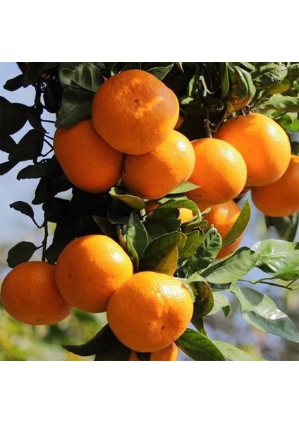 Miho Wase Mandalina Fidanı