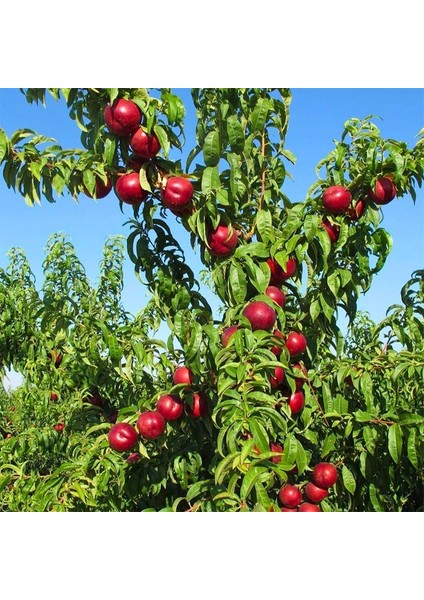 Caldesi 2000 Nektarin Fidanı