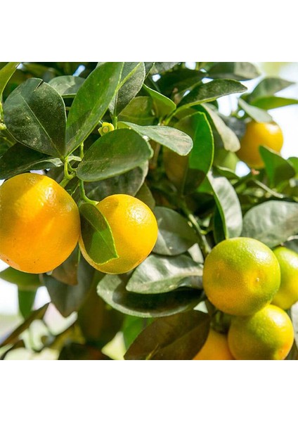 Okitsu Mandalina Fidanı
