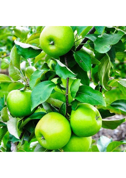 Granny Smith Elma Fidanı