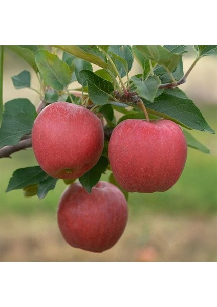 Mondial Gala Elma Fidanı