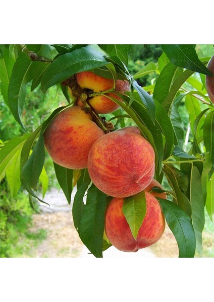 Glohaven Şeftali Fidanı