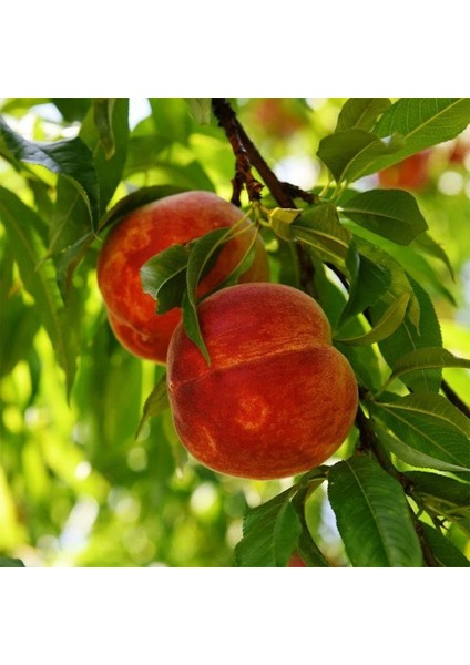 Maycrest Şeftali Fidanı