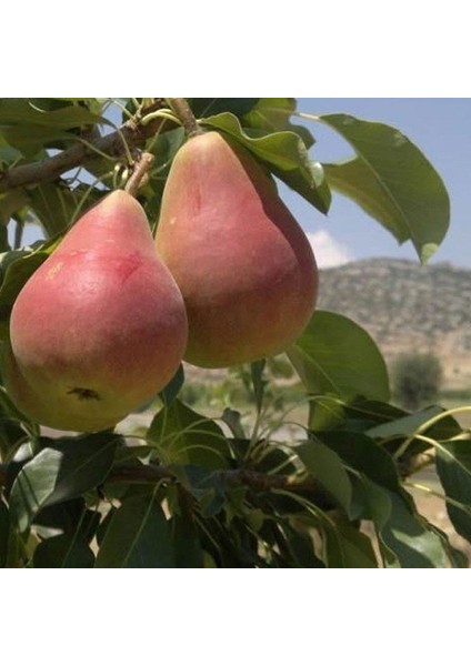 Etruşka Armut Fidanı