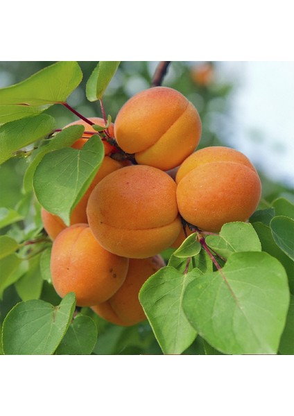 Hacıhaliloğlu Kayısı Fidanı