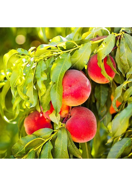 Spring Crest Şeftali Fidanı