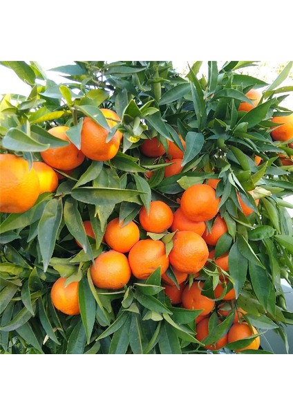 King Mandalina Fidanı