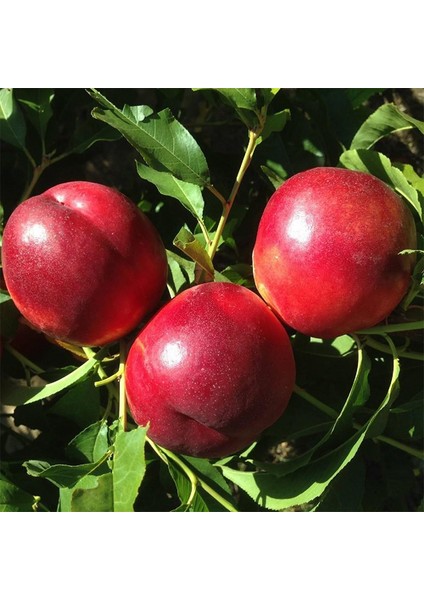 Big Top Nektarin Fidanı