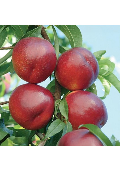 Early Red Nektarin Fidanı