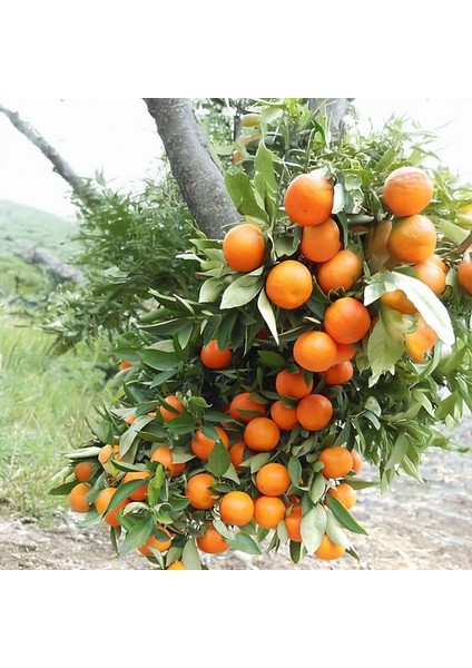 Robinson Mandalina Fidanı