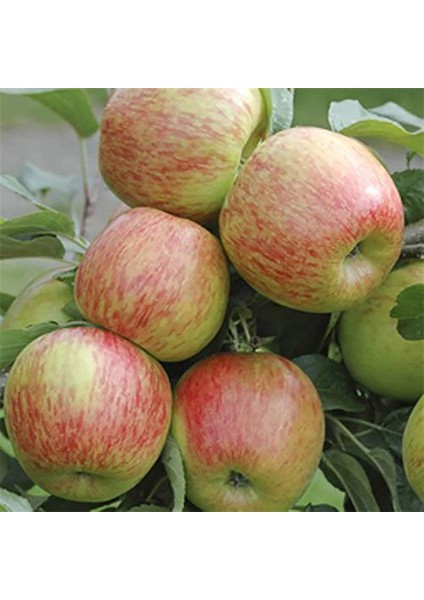 Braeburn Elma Fidanı