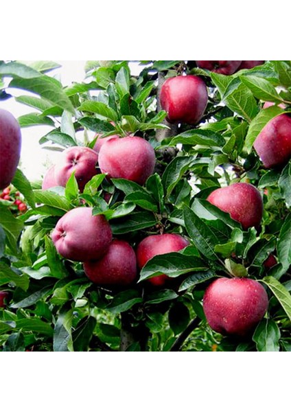 Red Chief Elma Fidanı