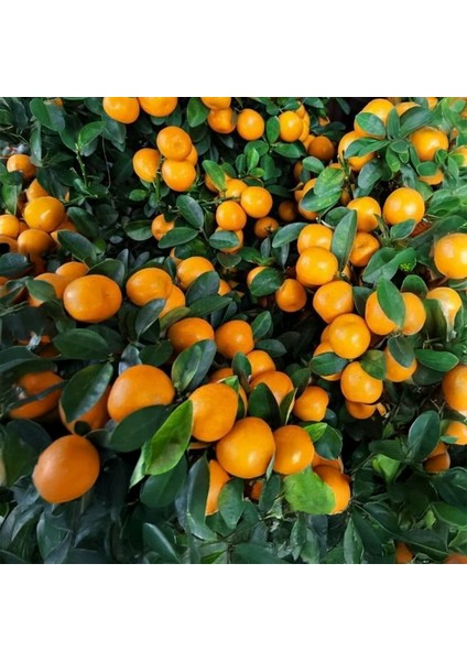 Satsuma (Rize) Mandalina Fidanı